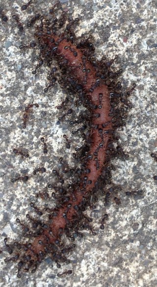 worm pic 2